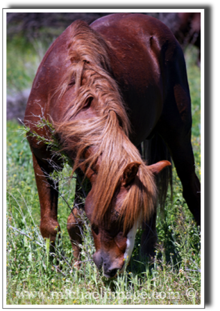 "wild horse mane"
verde river, rio verde, az.